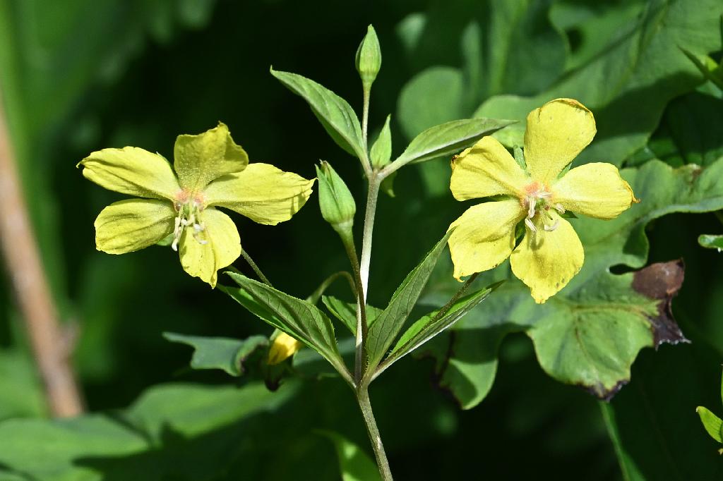 2025-07199739 Tower Hill Botanic Garden, MA.JPG - Loosestrife, Fringed (Lysimachia ciliata). New England Botanic Garden at Tower Hill, MA, 7-19-2025